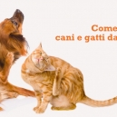 DIFENDERE CANE E GATTO DALLE ZECCHE